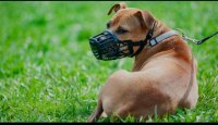 El Ayuntamiento de Arucas sanciona con 9000 euros y ordena la incautación de dos perros potencialmente peligrosos