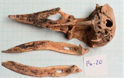 Patrimonio Cultural estudia las aves de la &eacute;poca aborigen