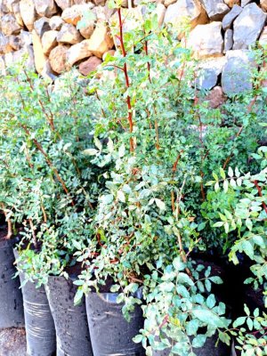 La Gomera: San Sebasti&aacute;n comenzar&aacute; la plantaci&oacute;n de &aacute;rboles nativos la pr&oacute;xima semana en la Avenida Jos&eacute; Aguiar