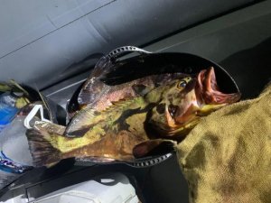 Agentes del Servicio de Inspección Pesquera denuncian a dos pescadores furtivos con 148 kilos de pescado