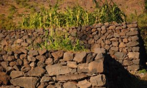 La Gomera: El Banco Insular de Tierras intensifica su actividad tras cinco meses de funcionamiento