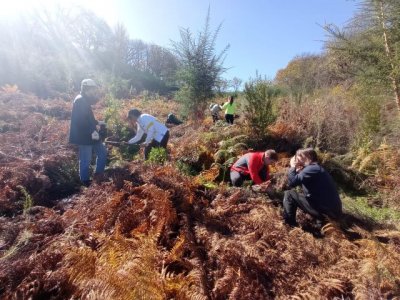 Exitosa reforestaci&oacute;n en la finca "Las Hoyas"