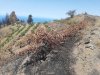 El Gobierno de Canarias convoca subvenciones por 4,5 M € para promover la contratación de seguros agrarios