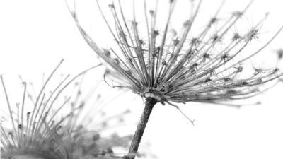 Abierta la convocatoria para optar al Programa Internacional de Residencias Art&iacute;sticas de La Regenta