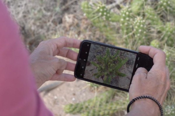 Canarias se suma por segundo año a una maratón internacional de detección de especies exóticas