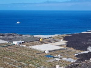 1.296 agricultores de La Palma devolverán 3,5 millones de ayudas por el volcán por la gestión del equipo anterior