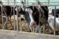 El Gobierno de Canarias convoca ayudas para los reproductores de ganado bovino, porcino, cun&iacute;cola y av&iacute;cola
