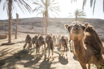 El Gobierno canario firma un convenio con la ULGPC para el control de la tripanosomosis en los camellos