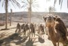 El Gobierno canario firma un convenio con la ULGPC para el control de la tripanosomosis en los camellos